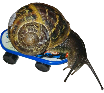 snail on a skateboard. leads to guestbook